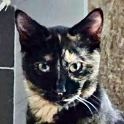 Gemma - Domestic Short Hair (DSH) Cat