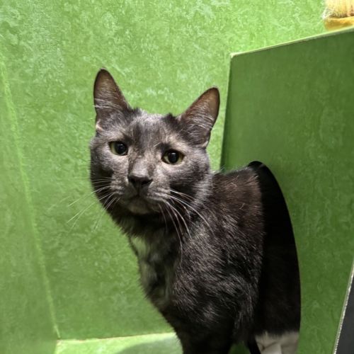 Jacques - Domestic Short Hair Cat