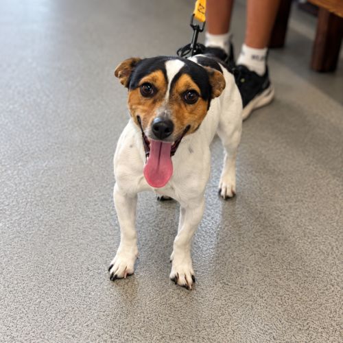 Willie - Jack Russell Terrier Dog