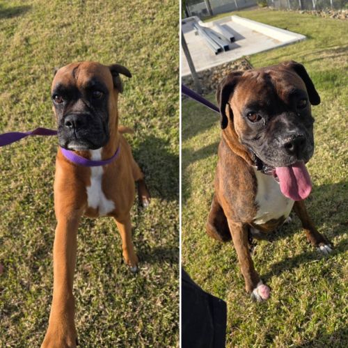 Floyd & Manny - Boxer Dog