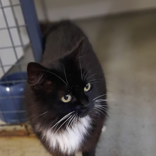 Peach - Domestic Medium Hair Cat