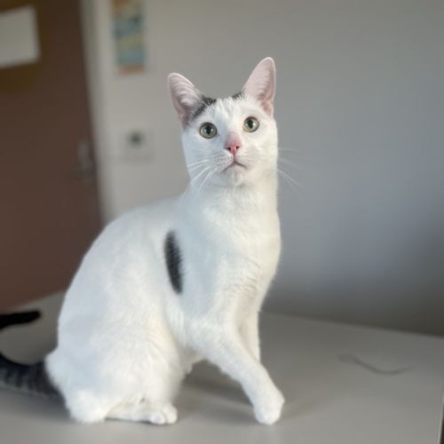 Micha - Domestic Short Hair (DSH) Cat