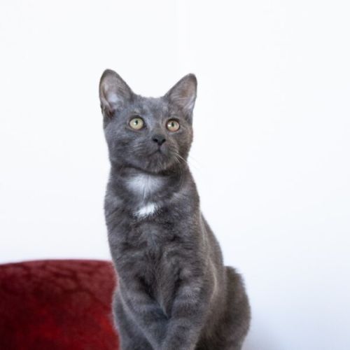 Johnny - Domestic Short Hair (DSH) Cat