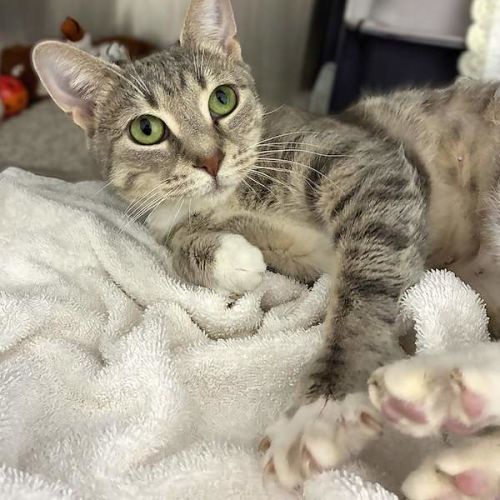 Mumma - Domestic Short Hair (DSH) Cat