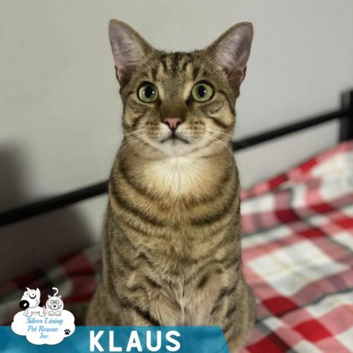 Klaus - Domestic Short Hair (DSH) Cat