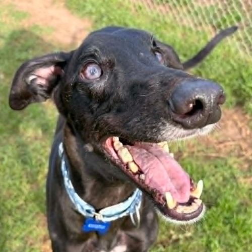 Kingston The Greyhound - Greyhound Dog