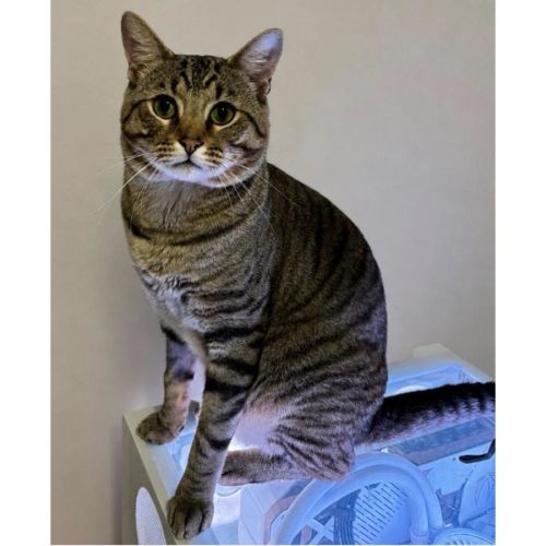 12648 - Dorian - Domestic Short Hair (DSH) Cat