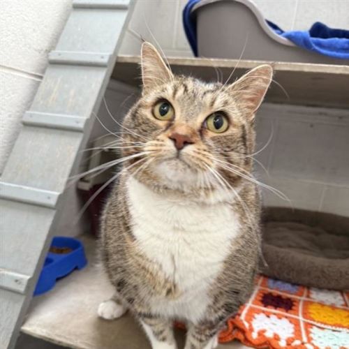 Mildred - Domestic Short Hair (DSH) Cat