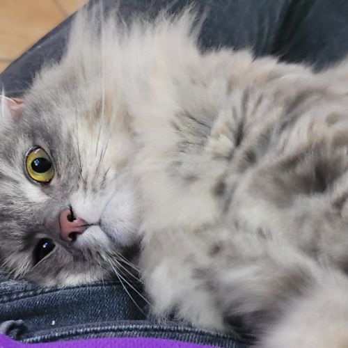 Misa - Ragdoll x Domestic Short Hair (DSH) Cat