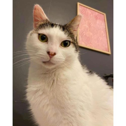 1001 - Neptune - Domestic Short Hair (DSH) Cat