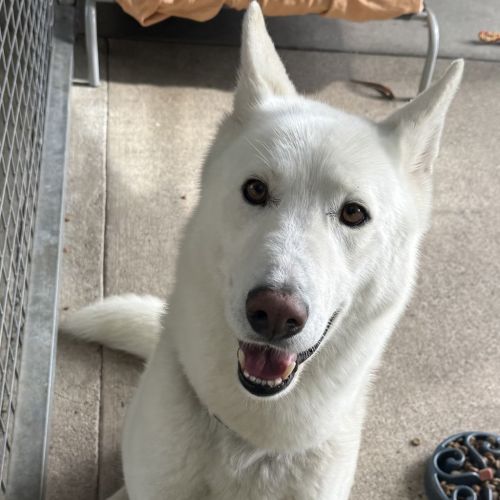 Axel - Siberian Husky x Swiss Shepherd Dog