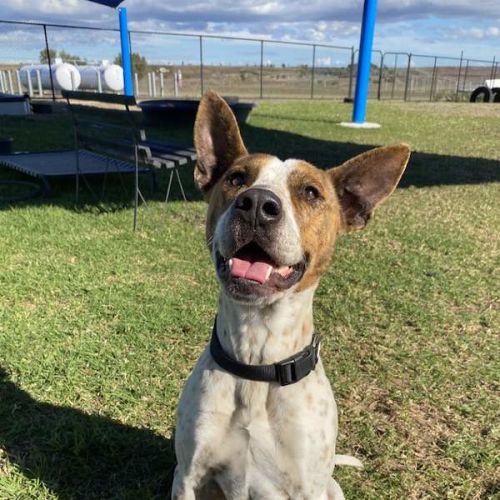 Freddo - Australian Cattle Dog