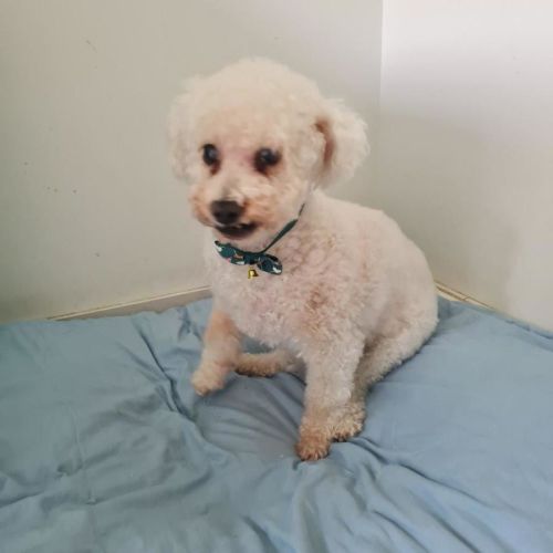 Toffy Wensleydale - Bichon Frise Dog