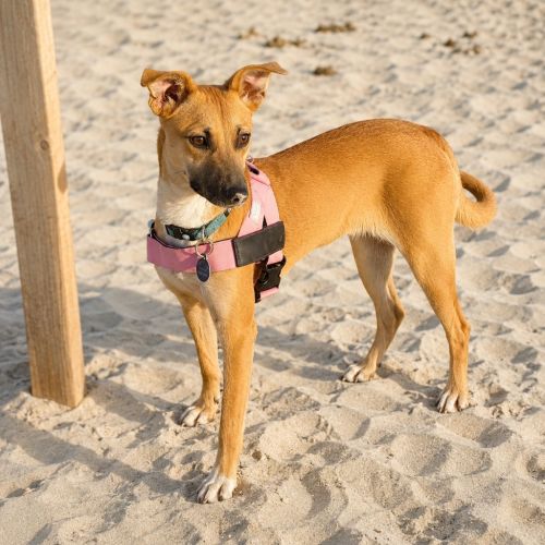 Ava - Mixed breed Dog