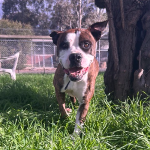Tank - Boxer Dog