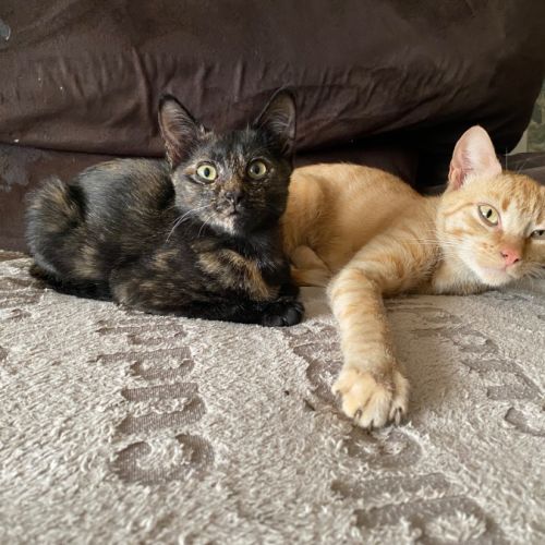 Priscilla  - Domestic Short Hair (DSH) Cat