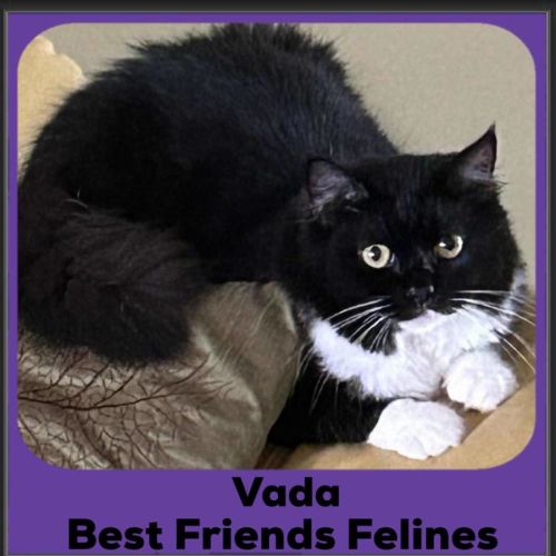 Vada  - Domestic Short Hair (DSH) Cat