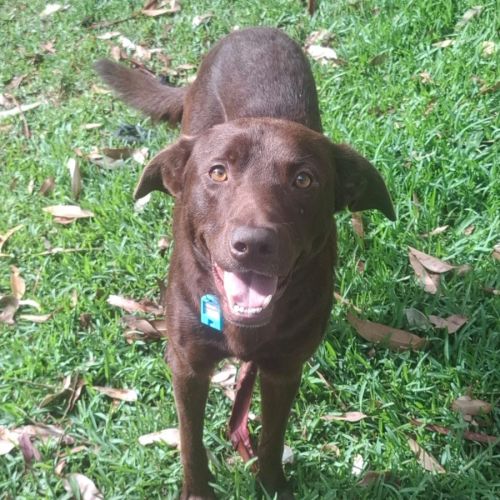 Norbert  - Australian Kelpie Dog