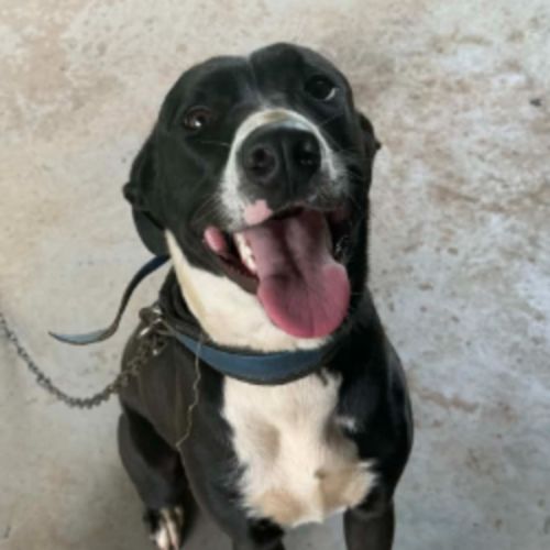 Frankie - Australian Kelpie Dog