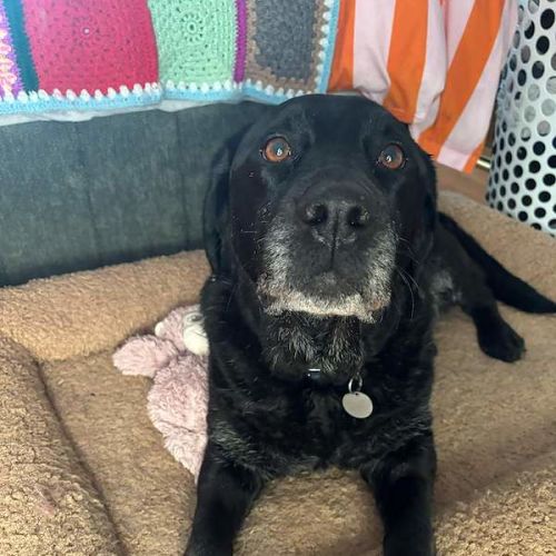 Tsuki - Labrador Retriever Dog