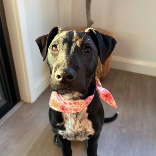 Bindi - 6 Month Old Staffy X Cattle Dog - Staffordshire Bull Terrier x Australian Cattle Dog