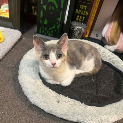 Scream - Domestic Short Hair (DSH) Cat