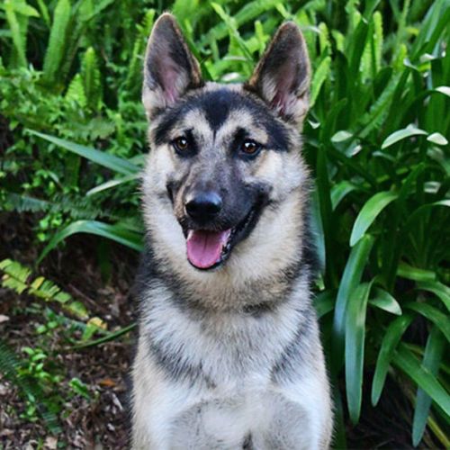 Cruizer - German Shepherd x Siberian Husky Dog