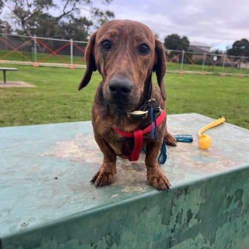 Fritz - Dachshund Dog