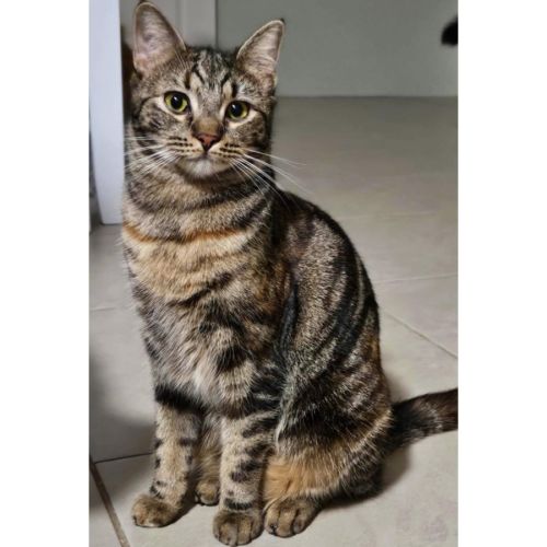 11659 - Uma - Domestic Short Hair (DSH) Cat