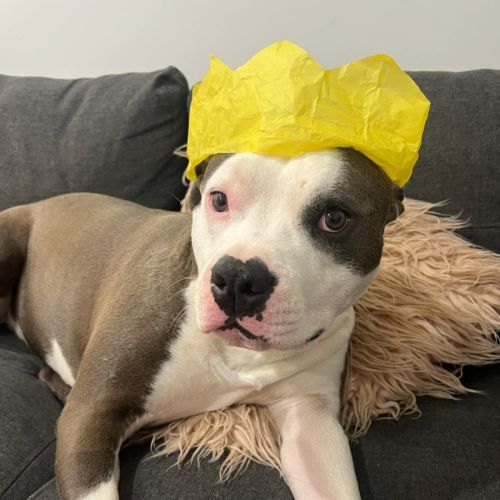 Ghost - American Staffordshire Terrier Dog