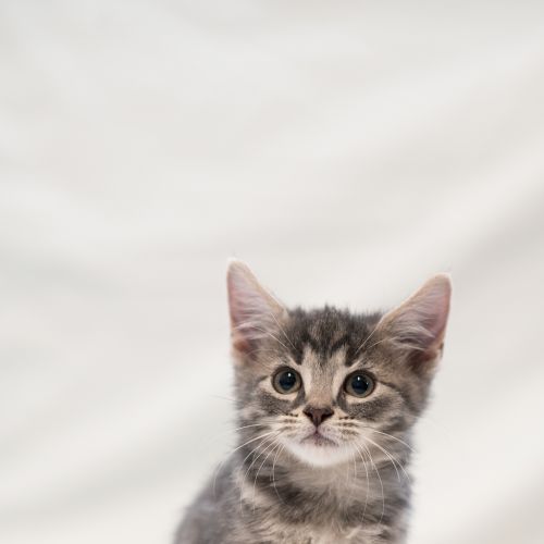Grayson - Domestic Short Hair Cat