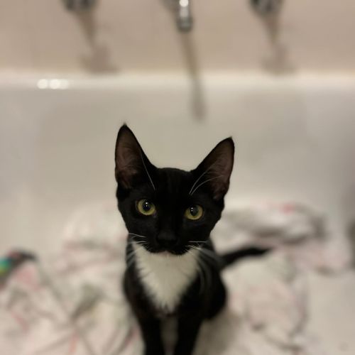 Onyx - Domestic Short Hair (DSH) Cat