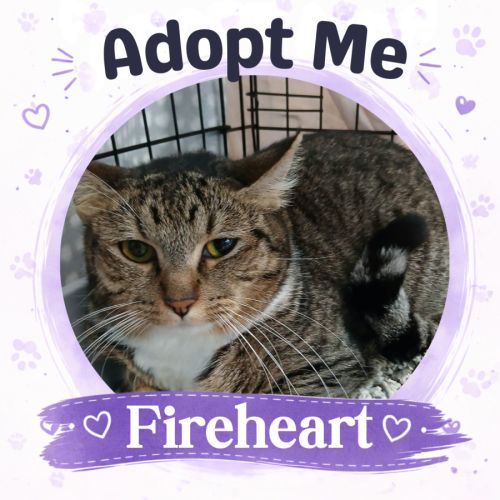 Fireheart - Domestic Short Hair (DSH) Cat