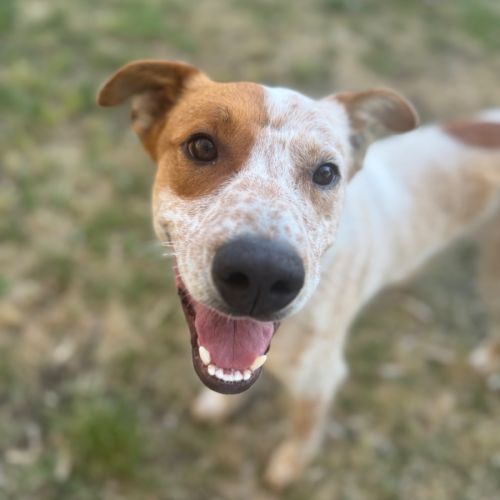 Red  - Australian Stumpy Tail Cattle Dog