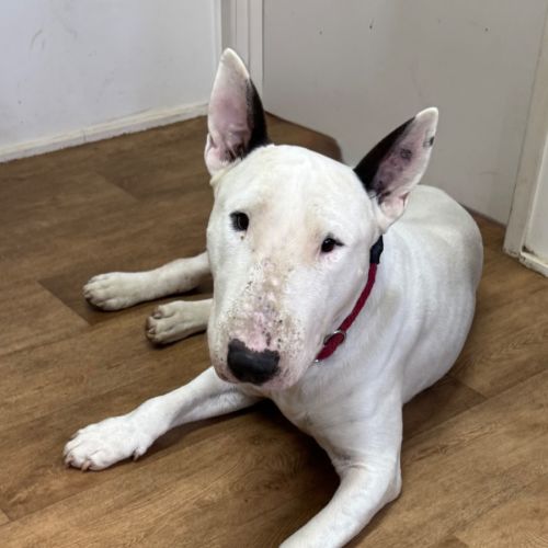 Zeus - Bull Terrier Dog