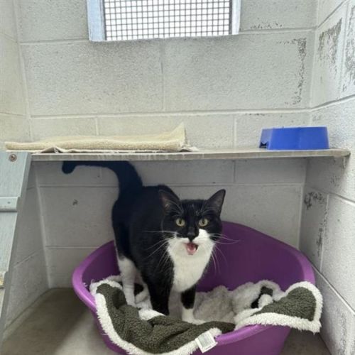Echo - Domestic Short Hair (DSH) Cat
