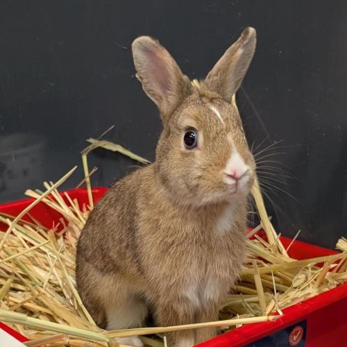 Sandy (bonded With Penny Loafer) - Rabbit   Domestic Rabbit