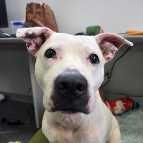 Maple - Staffordshire Bull Terrier Dog