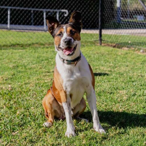 Randall - Border Collie Dog