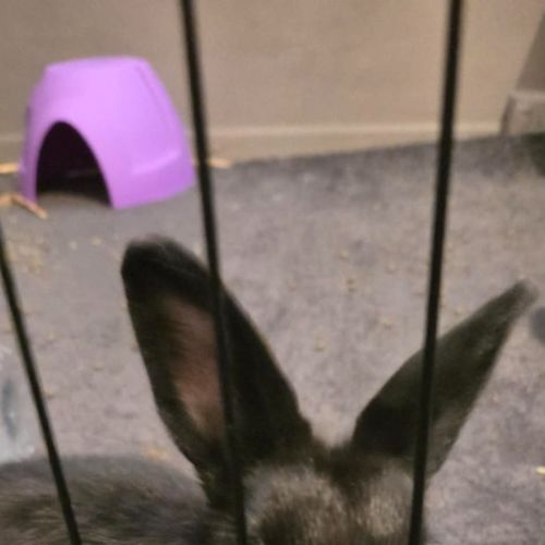 Nyx - Dwarf Rabbit