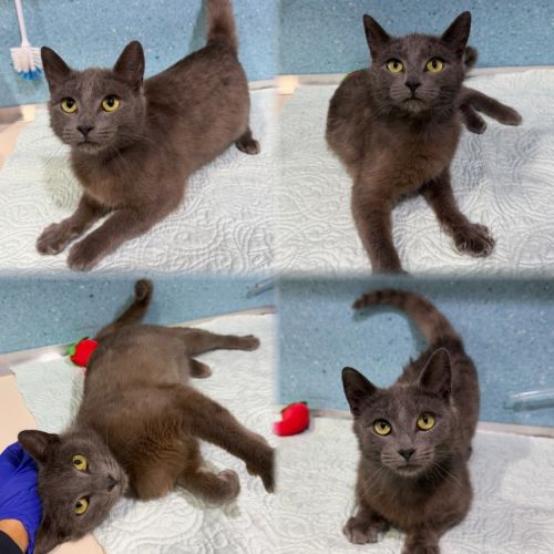 Lint - Domestic Short Hair (DSH) Cat