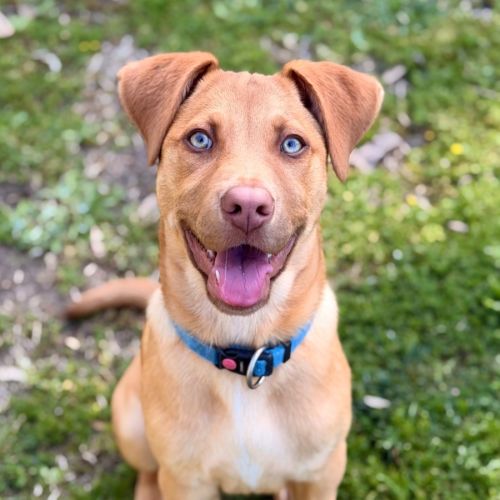 Ora - American Staffordshire Terrier x Australian Kelpie Dog