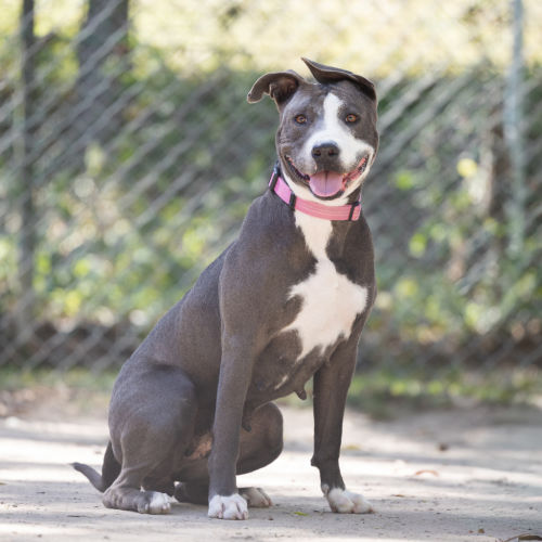 Sasha - American Staffy Dog