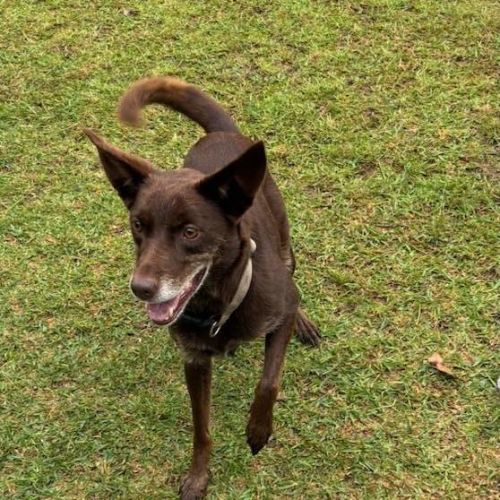 Locky - Australian Kelpie Dog