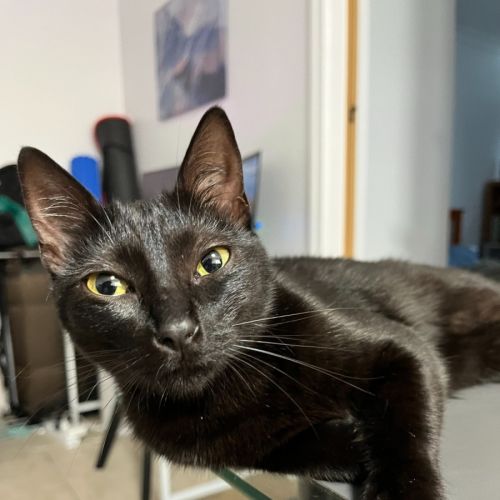 Gabana  - Domestic Short Hair (DSH) Cat