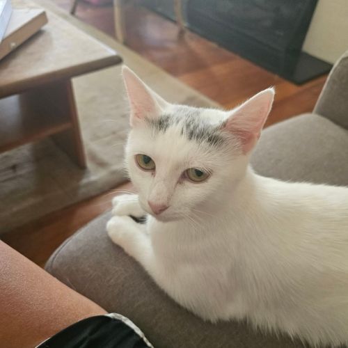 Shirley  - Domestic Short Hair (DSH) Cat