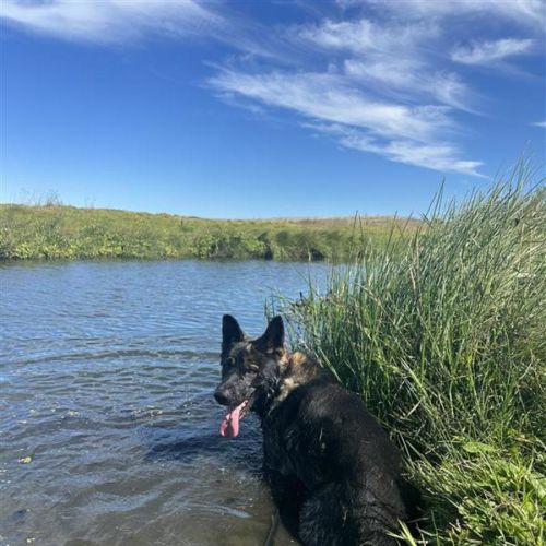 Fluke  - German Shepherd Dog