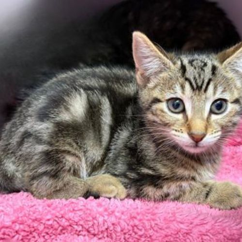 Pete - Domestic Short Hair Cat