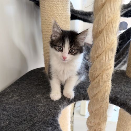 Theo - Dmh Cat