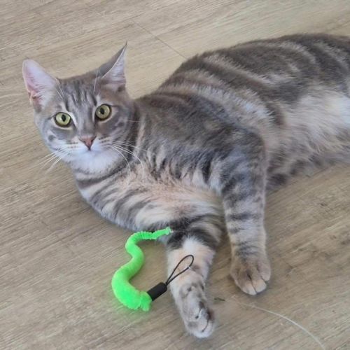 12524 - Sesame - Domestic Short Hair (DSH) Cat